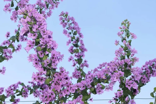 Buganvília roxa flores e folhas (Bougainvillea hybrida ) — Fotografia de Stock