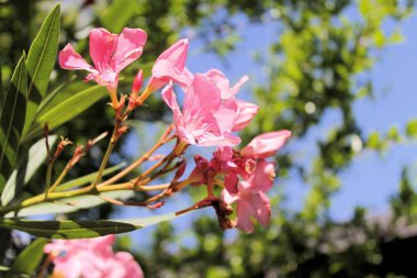 Tropikal bahçede zakkum çiçekleri (Nerium Oleander)
