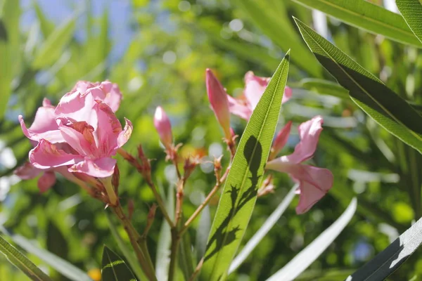 Květiny oleandry (Oleander Nerium) v tropické zahradě — Stock fotografie