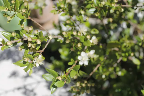 Flores de olivo (Oleander Nerium) en jardín tropical — Foto de Stock