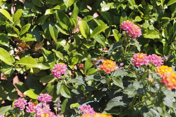 Primer plano de hermosa flor en un jardín — Foto de Stock