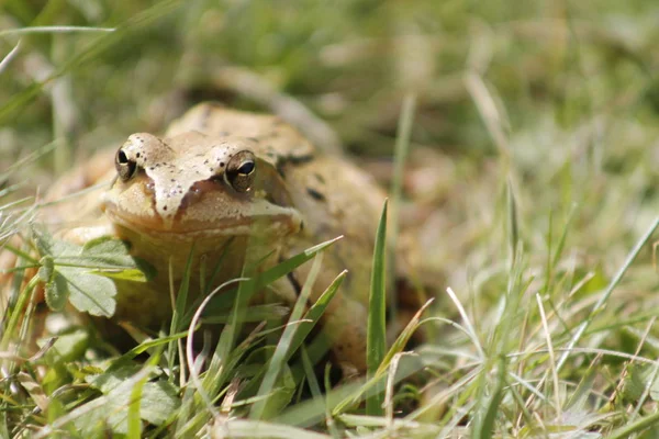 Nahaufnahme Der Braunen Kröte Gras — Stockfoto