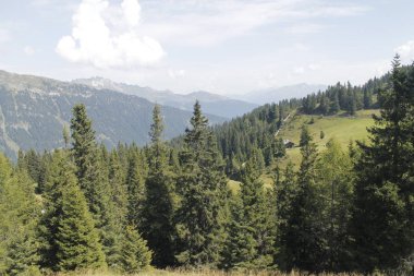 Alp Dağları ormanda