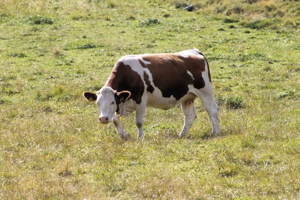 Pâturage Vaches Liberté Dans Les Hautes Montagnes — Photo