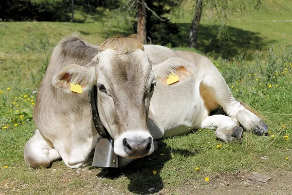 Vaca Pastando Liberdade Nas Altas Montanhas — Fotografia de Stock