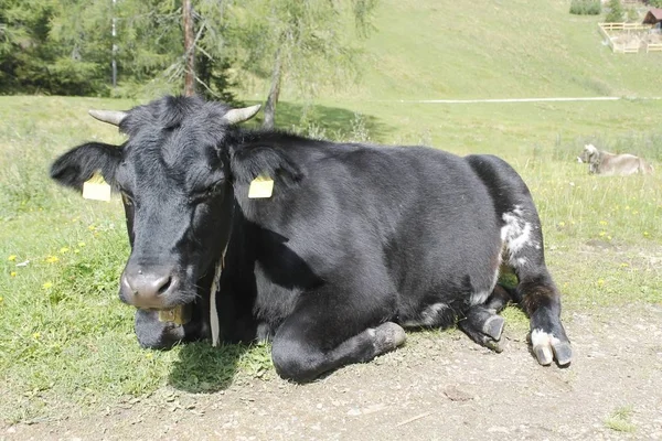 Vaca Pastando Libertad Las Altas Montañas —  Fotos de Stock