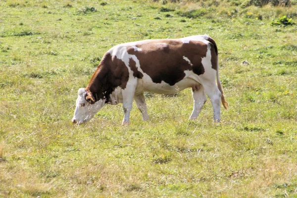 Pâturage Vaches Liberté Dans Les Hautes Montagnes — Photo