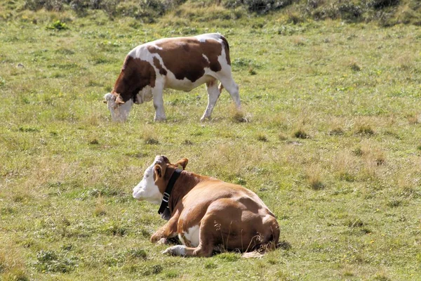 Cow Grazing Freedom High Mountains — Stock Photo, Image