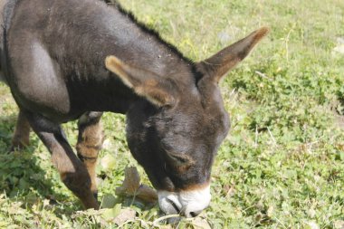 siyah eşek bir çayırda grazes