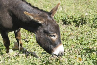 siyah eşek bir çayırda grazes