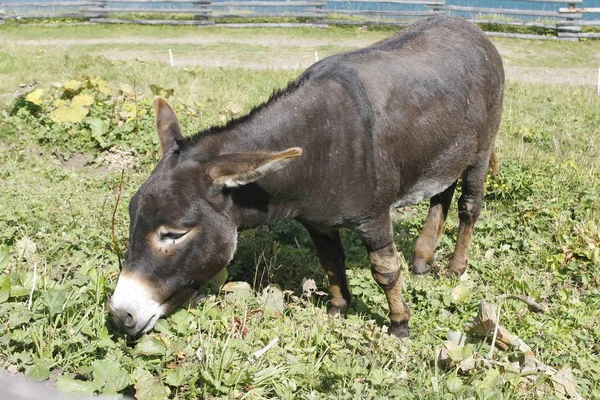 Schwarzer Esel Weidet Auf Einer Wiese — Stockfoto