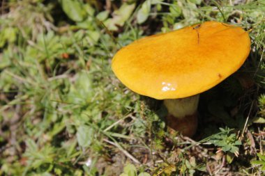 küçük bir spontan mantar yakın çekim 