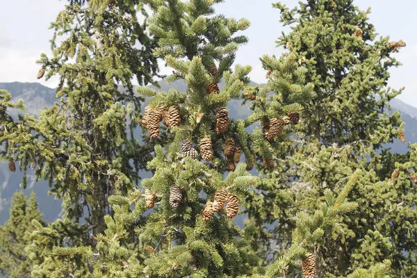 Close Árvore Verde Com Cones Pinho — Fotografia de Stock