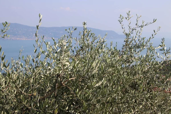 Paisaje Del Lago Garda Norte Italia — Foto de Stock