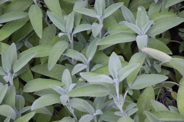 Sage (Salvia officinalis), şifalı bitkidir. Sage aromatik bir bitkidir.