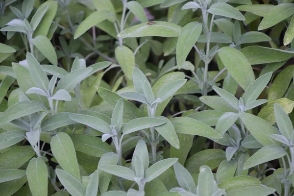 Sage (Salvia officinalis) , a medicinal plant, also called medicinal herb. Sage is an aromatic plant