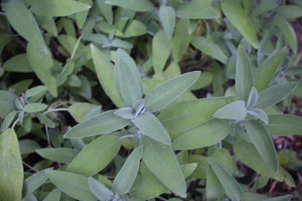 Salbei Salvia Officinalis Eine Heilpflanze Die Auch Als Heilkraut Bezeichnet — Stockfoto