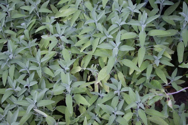 Zsálya Salvia Officinalis Egy Gyógynövény Más Néven Gyógynövény Zsálya Aromás — Stock Fotó