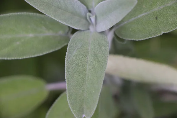 Szałwia Salvia Officinalis Roślina Lecznicza Zwana Również Ziołami Leczniczymi Szałwia — Zdjęcie stockowe