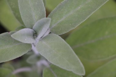 Sage (Salvia officinalis), şifalı bitkidir. Sage aromatik bir bitkidir.