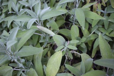 Sage (Salvia officinalis), şifalı bitkidir. Sage aromatik bir bitkidir.