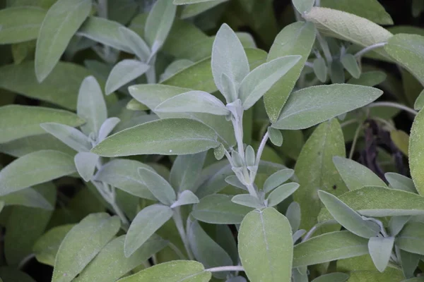 Salbei Salvia Officinalis Eine Heilpflanze Die Auch Als Heilkraut Bezeichnet — Stockfoto