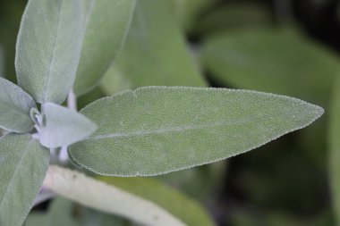 Biberiyeli biftek ızgarada.