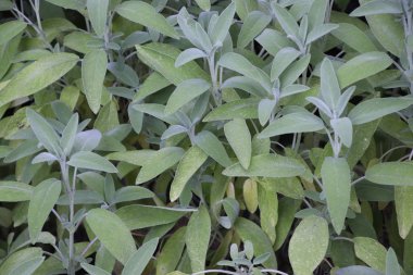 Biberiyeli biftek ızgarada.