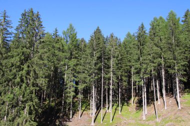 Bolzen, Trentino Alto Adige, İtalya 'da yaz aylarında çamlar, kayınlar ve köknar ormanı