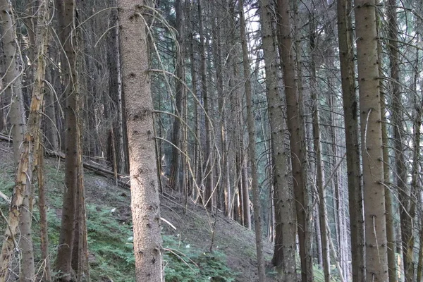 Erdő Nyáron Fenyőkkel Bükkökkel Fenyőkkel Bolzenben Trentino Alto Adige Olaszország — Stock Fotó