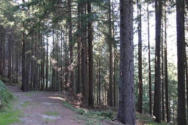 Hutan Musim Panas Dengan Pinus Beech Dan Cemara Bolzen Trentino — Stok Foto