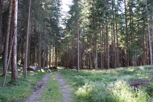 Forest Summer Pines Beeches Fir Bolzen Trentino Alto Adige Italy — 스톡 사진