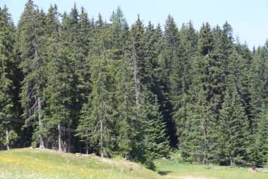 Bolzen, Trentino Alto Adige, İtalya 'da yaz aylarında çamlar, kayınlar ve köknar ormanı