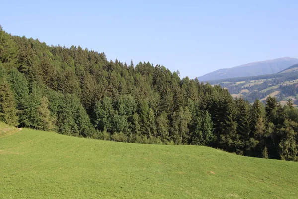 Les Létě Borovicemi Buky Jedlí Bolzenu Trentino Alto Adige Itálie — Stock fotografie