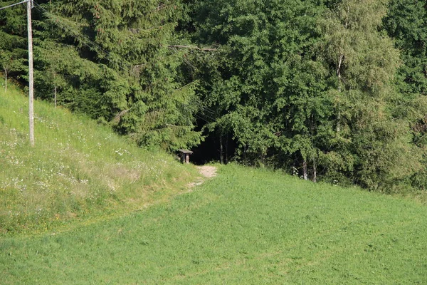 Erdő Nyáron Fenyőkkel Bükkökkel Fenyőkkel Bolzenben Trentino Alto Adige Olaszország — Stock Fotó