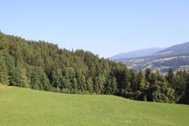 Bolzen, Trentino Alto Adige, İtalya 'da yaz aylarında çamlar, kayınlar ve köknar ormanı
