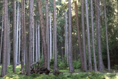Bolzen, Trentino Alto Adige, İtalya 'da yaz aylarında çamlar, kayınlar ve köknar ormanı