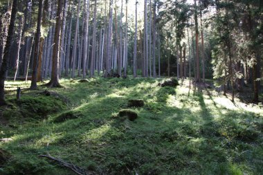 Bolzen, Trentino Alto Adige, İtalya 'da yaz aylarında çamlar, kayınlar ve köknar ormanı