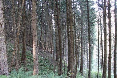 Bolzen, Trentino Alto Adige, İtalya 'da yaz aylarında çamlar, kayınlar ve köknar ormanı