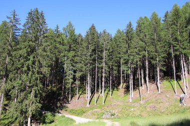 Bolzen, Trentino Alto Adige, İtalya 'da yaz aylarında çamlar, kayınlar ve köknar ormanı