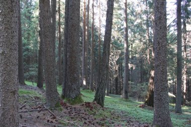 Bolzen, Trentino Alto Adige, İtalya 'da yaz aylarında çamlar, kayınlar ve köknar ormanı