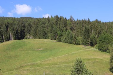 Bolzen, Trentino Alto Adige, İtalya 'da yaz aylarında çamlar, kayınlar ve köknar ormanı