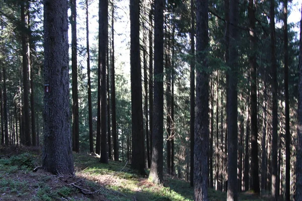 Bosque Verano Con Pinos Hayas Abeto Bolzen Trentino Alto Adige — Foto de Stock