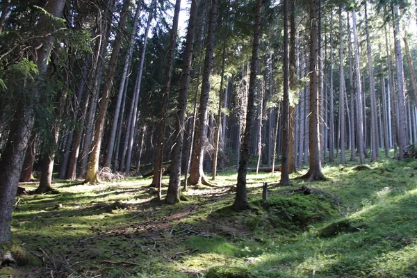 イタリア トレンティーノ アルト アディジェ州ボルゼンの松 モミと夏の森 — ストック写真