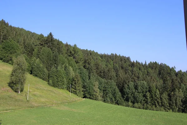 Forêt Été Avec Pins Hêtres Sapins Bolzen Trentin Haut Adige — Photo