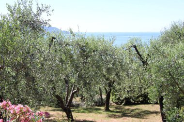 İtalya 'daki Garda Gölü kıyısındaki zeytin koruluğunun güzel manzarası.