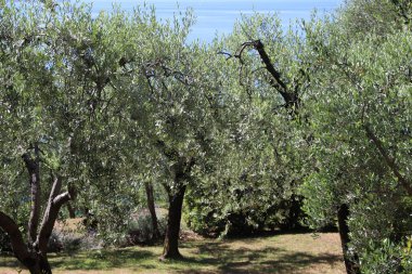 İtalya 'daki Garda Gölü kıyısındaki zeytin koruluğunun güzel manzarası.