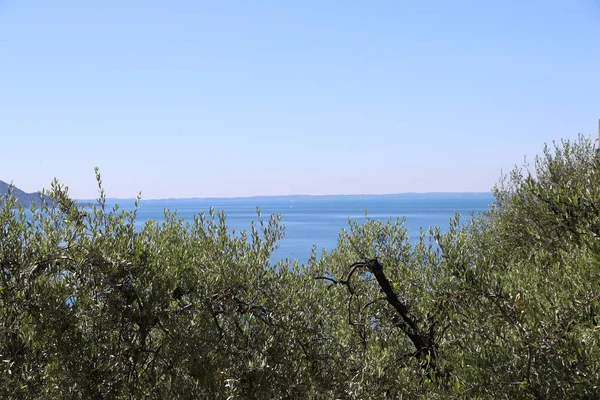 Όμορφη Θέα Του Ελαιώνα Στην Όχθη Της Λίμνης Garda Στην — Φωτογραφία Αρχείου