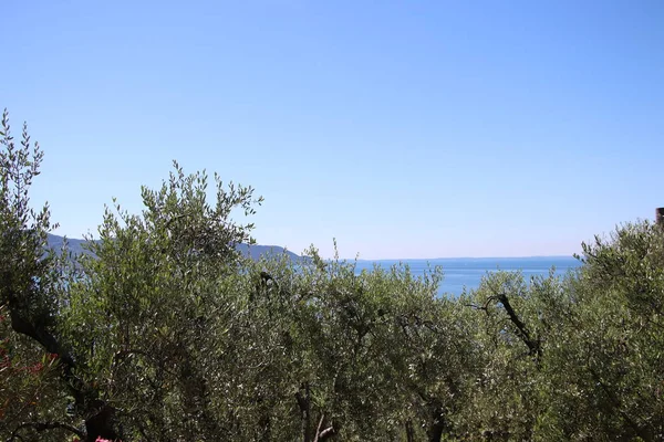 Schöne Aussicht Auf Den Olivenhain Ufer Des Gardasees Italien — Stockfoto