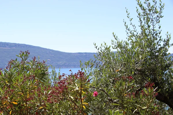 Prachtig Uitzicht Olijfgaard Aan Oever Van Het Gardameer Italië — Stockfoto